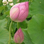 pic for Water Lily